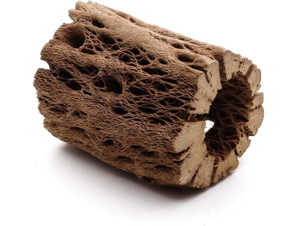3, 6, 9, 12 In All Natural Teddy Bear Cholla