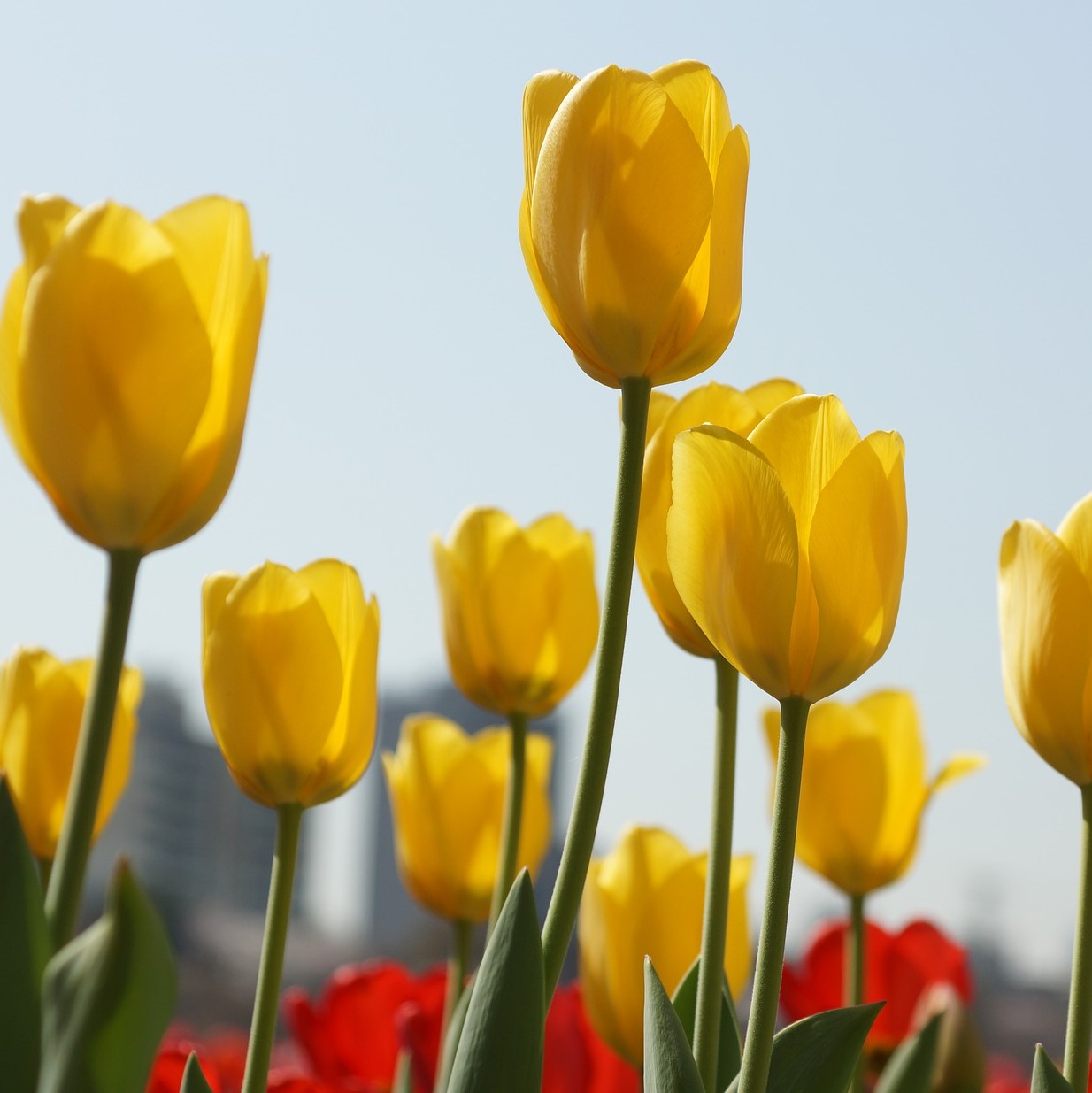 Giant Golden Sunny Tulip Flowers - Gallery 6