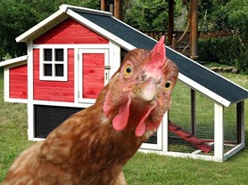 Merry Pet Habitat Chicken Coop