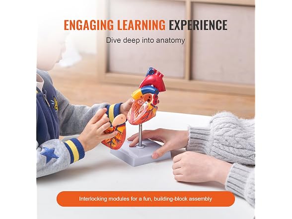 VEVOR Human Heart Model, 2-Part 1:1