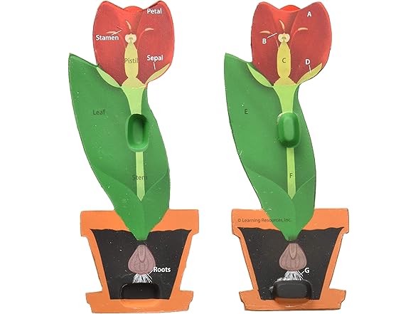 Learning Resources Cross-Section Flower