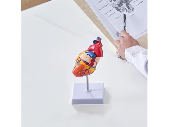 VEVOR Human Heart Model, 2-Part 1:1