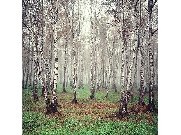 Laeacco 6x6ft Morning Fog Forest Birch