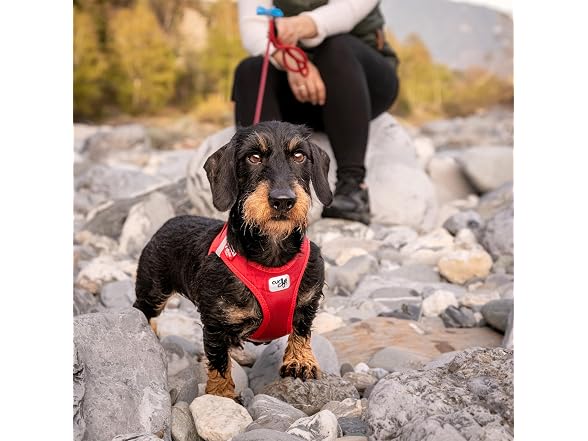 Vest Harness curli Clasp Softshell Red 3XS