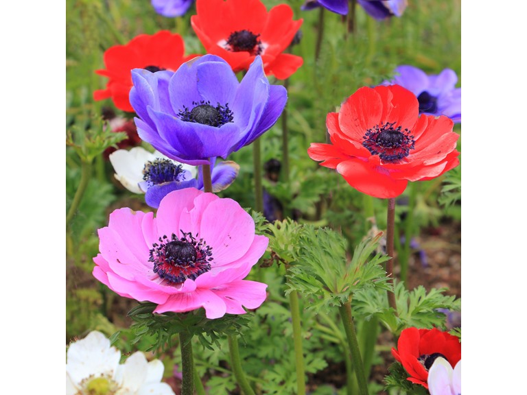 Touch Of ECO 7087 15 Bulbs 