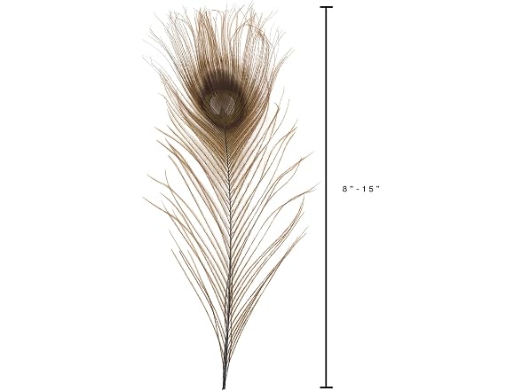 Zucker –Peacock Feathers – Feathers for