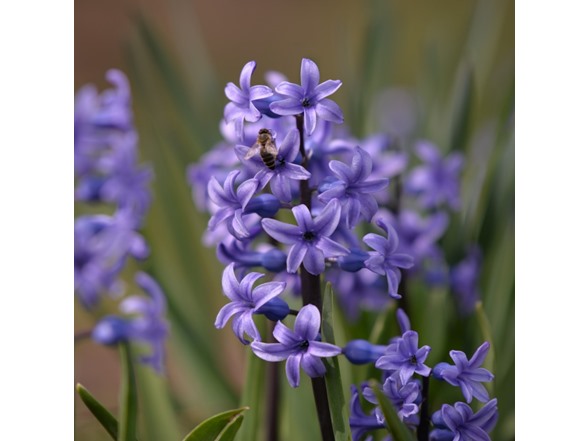 Blushing Blue Hyacinth Flowers
