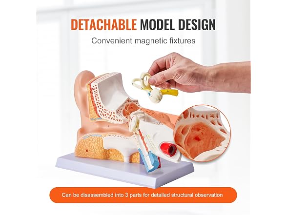 VEVOR Human Ear Anatomy Model, 3 Parts