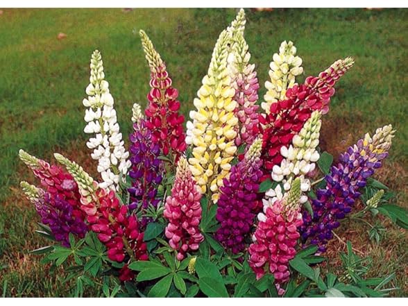 22Day Seeds Lupin Dwarf Mix Perennial
