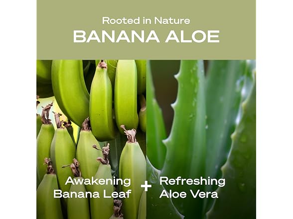 3 Pack Body Lotion - Banana Aloe