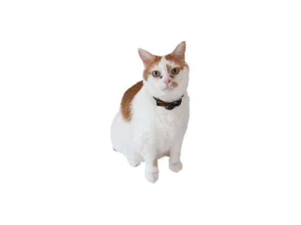 PetSafe Premium Cat Fence Extra Receiver