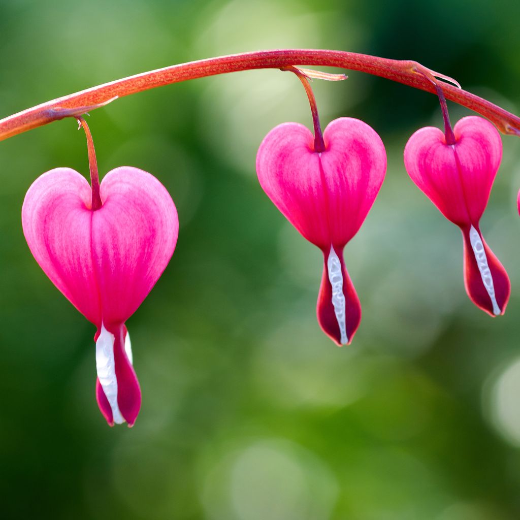 Pink & White Bleeding Hearts - 4 Bulbs - Gallery 5