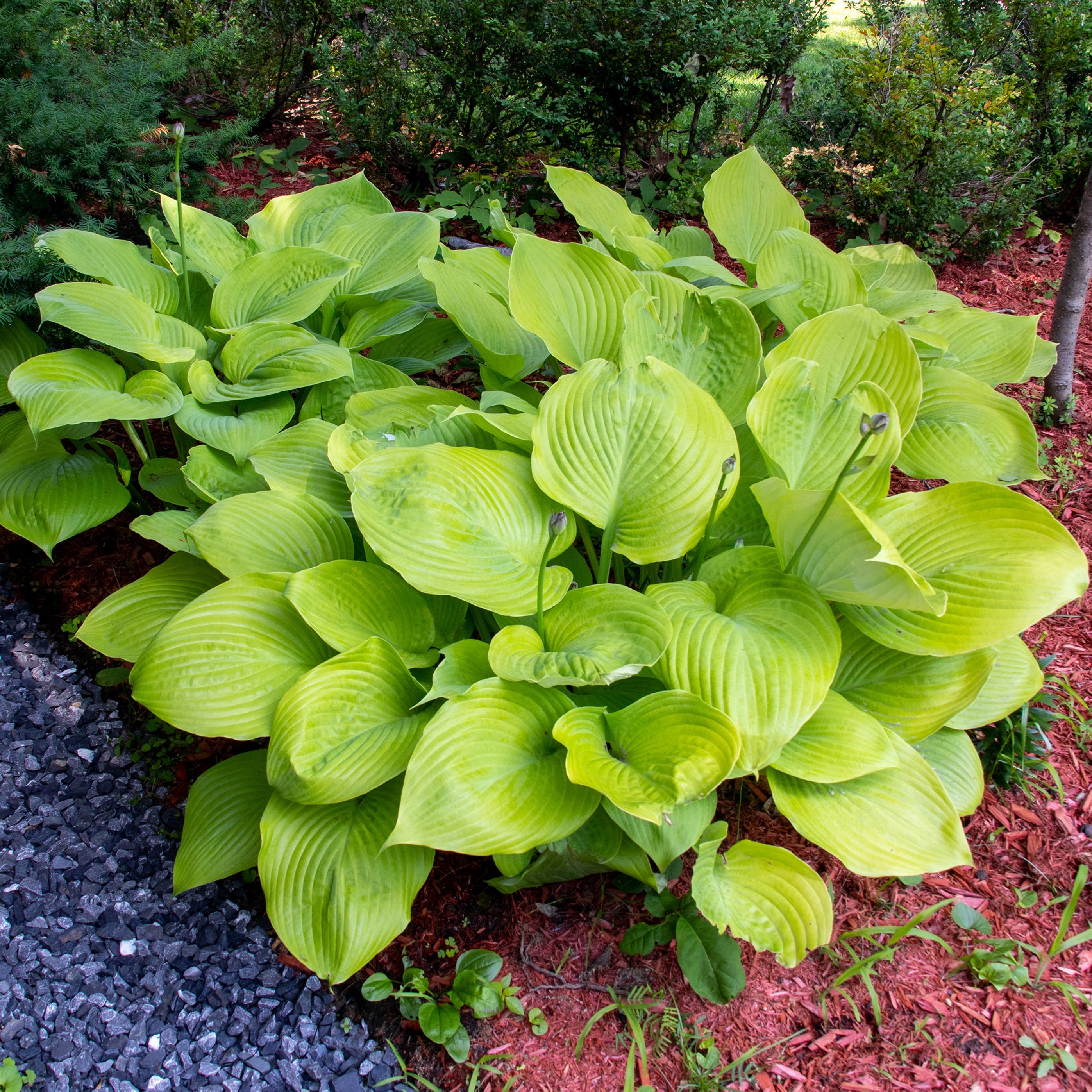 Giant Leaved Hosta - Gallery 5