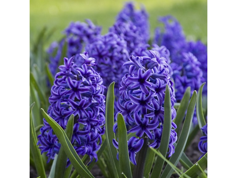 Touch Of ECO Blushing Blue Hyacinth Flowers - 4 Bulbs