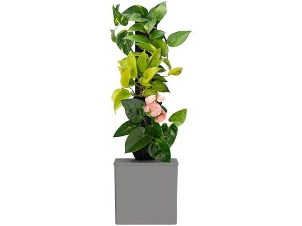 Tevatower Mini Smart Self-Watering Indoor Garden System