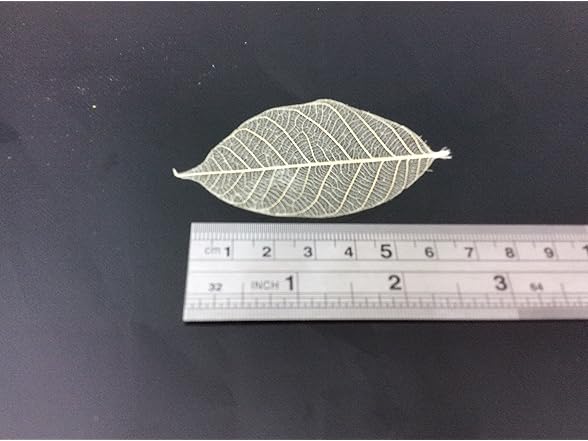 Natural Rubber Skeleton Leaves