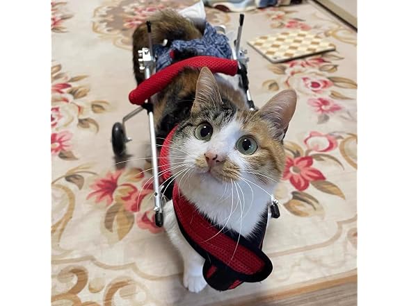 Cat Wheelchair, Newly Upgraded Pet Wheelchair