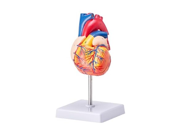 VEVOR Human Heart Model, 2-Part 1:1
