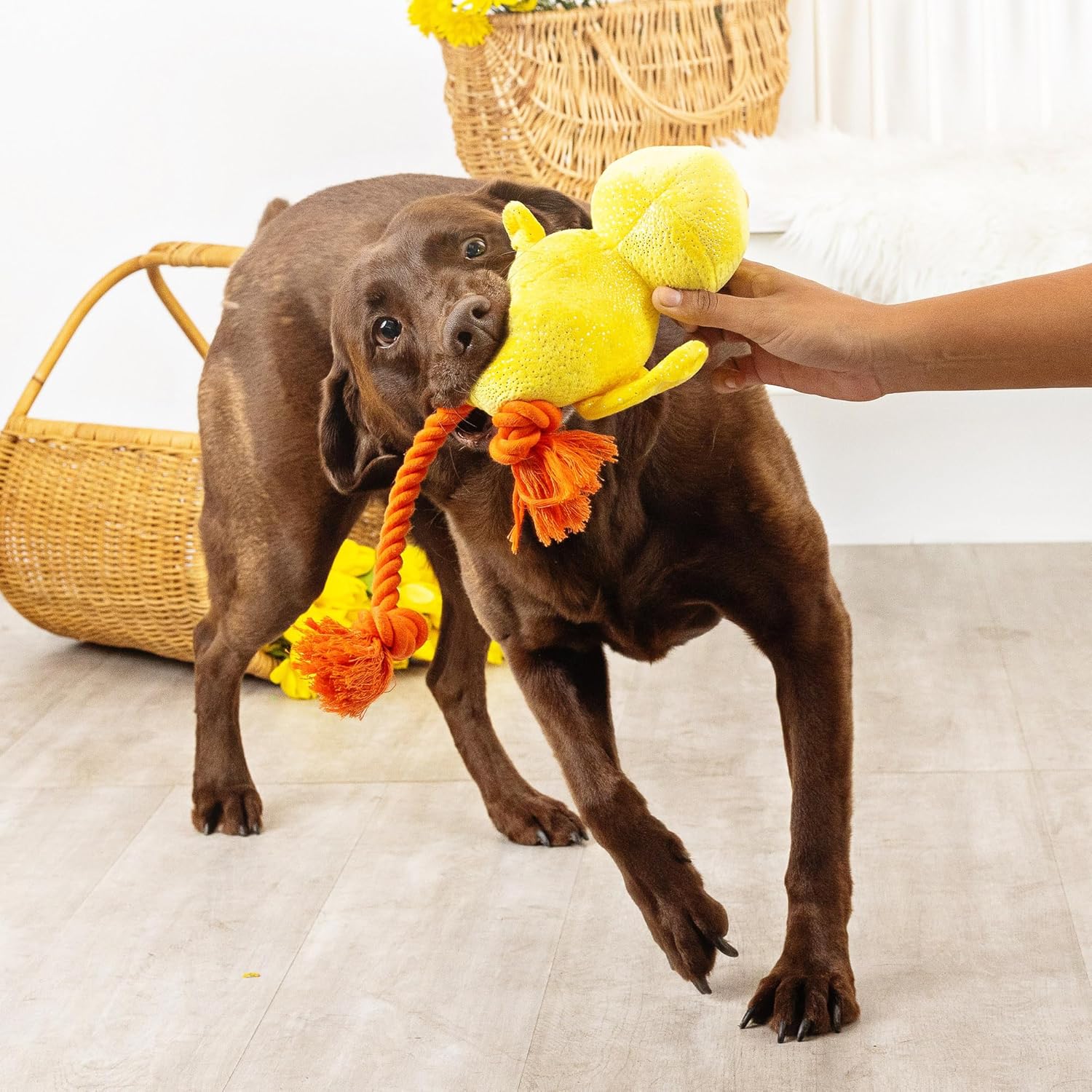 Fringe Studio Dog Toy Sweet Little Chick - Gallery 11