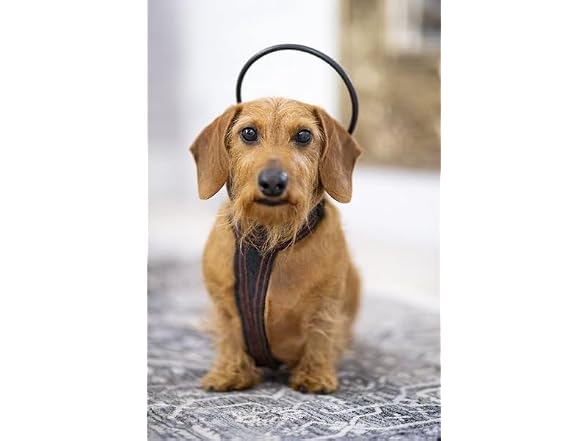 Calmer Canine Anxiety Treatment tPEMF System