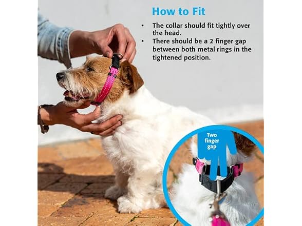Rogz Control Martingale Web Collar Small