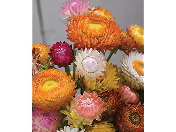 Burpee Tall Mixed Colors Strawflower Seeds 750 seeds