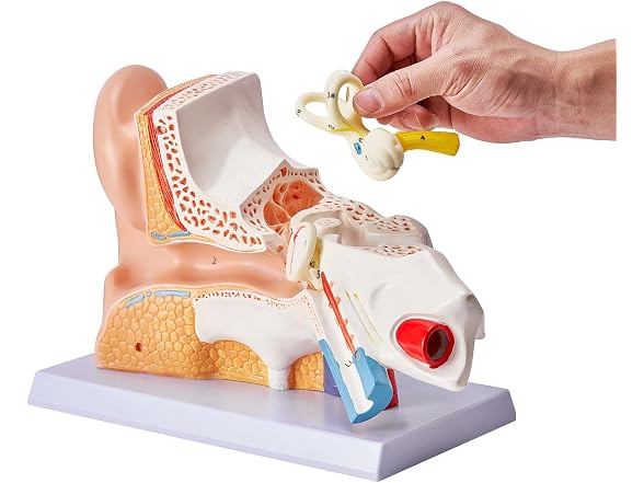 VEVOR Human Ear Anatomy Model, 3 Parts