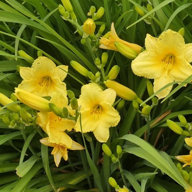 Stella D'Oro Day Lily - 6 Bulbs - Gallery 7