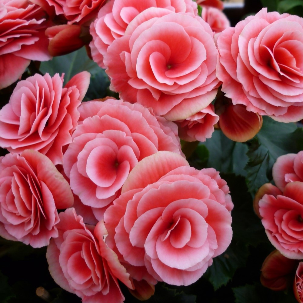 Touch Of ECO Strawberry Begonia - Gallery 8