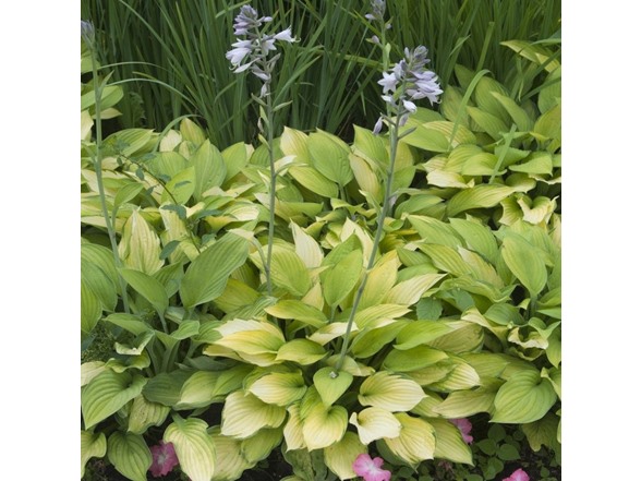White Feather Hosta Plants - 4 Bare Roots