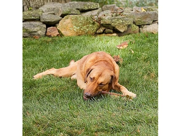 Get Joy Bully Stick Natural Dog Chew