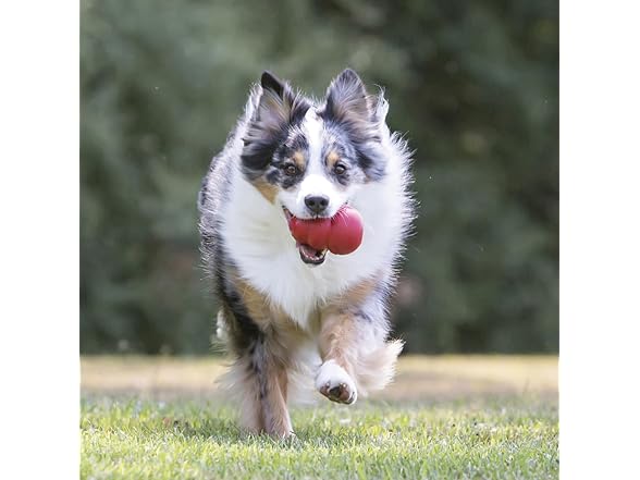 KONG Classic Stuffable Dog Toy, Natural Rubb