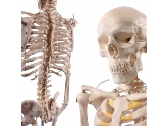 Wellden Product Anatomical Human Skeleton