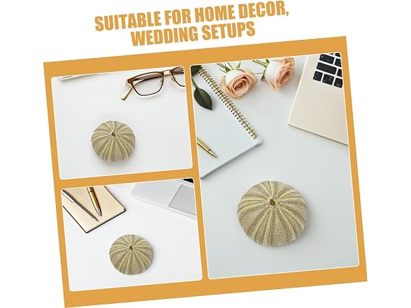 8pcs Natural Sea Shell Natural Sea Urchins D