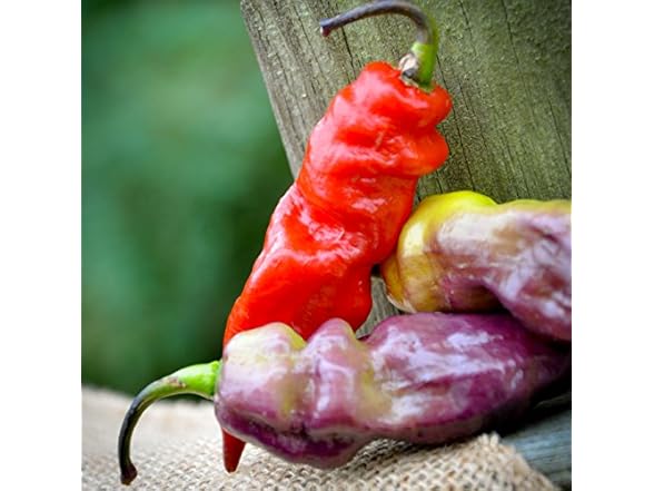 Yaki Blue Purple Ghost Pepper Hot Pepper