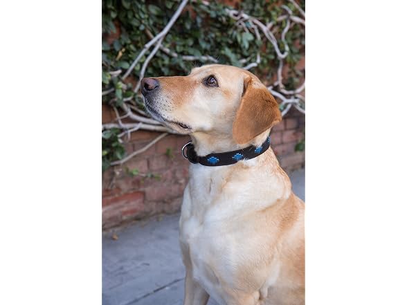 Gaucho Goods Soft Leather Dog Collar Cali