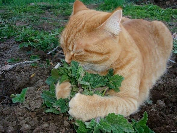 22Day Seeds Catmint Catnip Heirloom