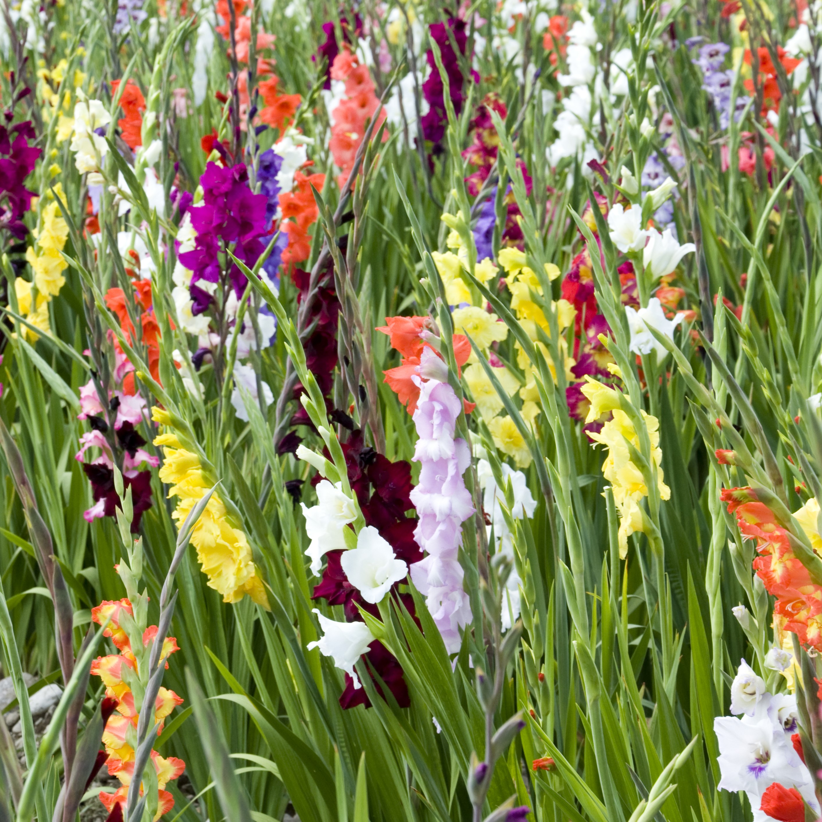 Touch Of ECO Mixed Gladiolus Flowers - 40 or 120 Bulbs - Gallery 10