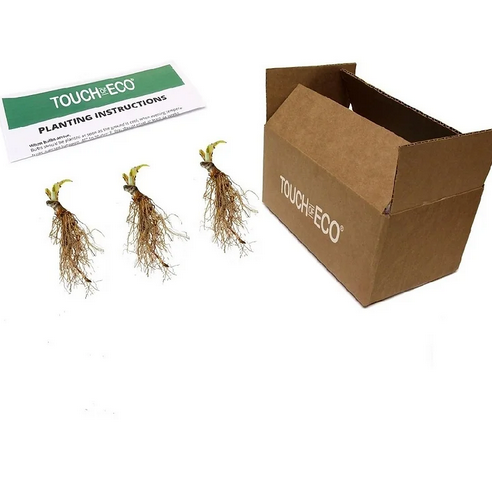 Touch Of ECO Fire & Ice Hosta - 3 Bare Roots - Gallery 8