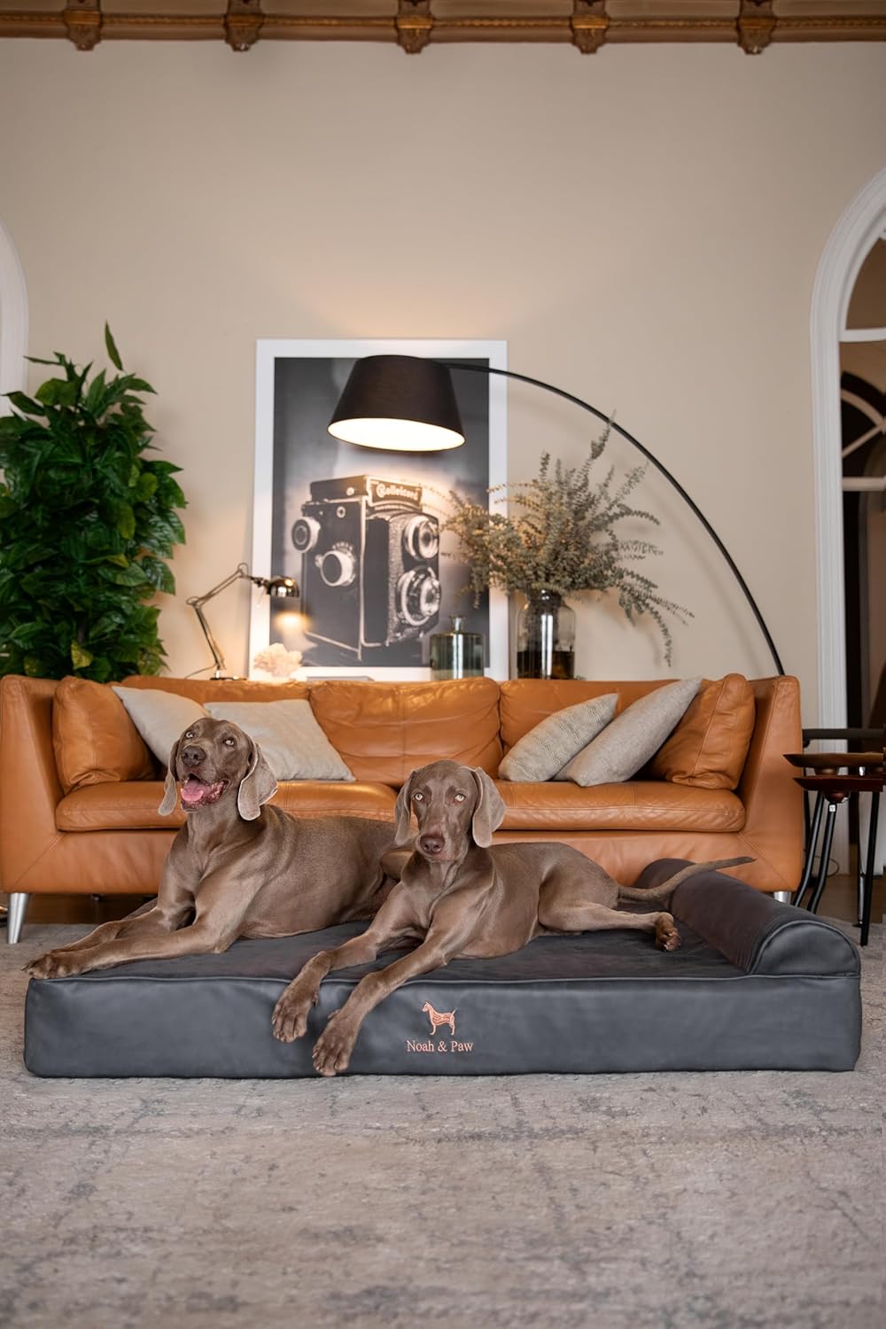 NOAH & PAW Orthopedic Dog Beds- XXLarge - Gallery 9