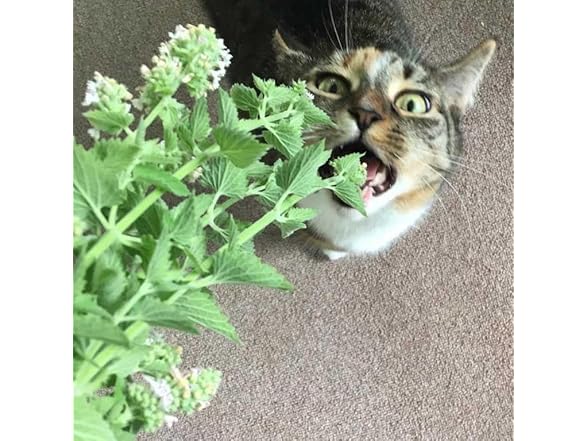 22Day Seeds Catmint Catnip Heirloom