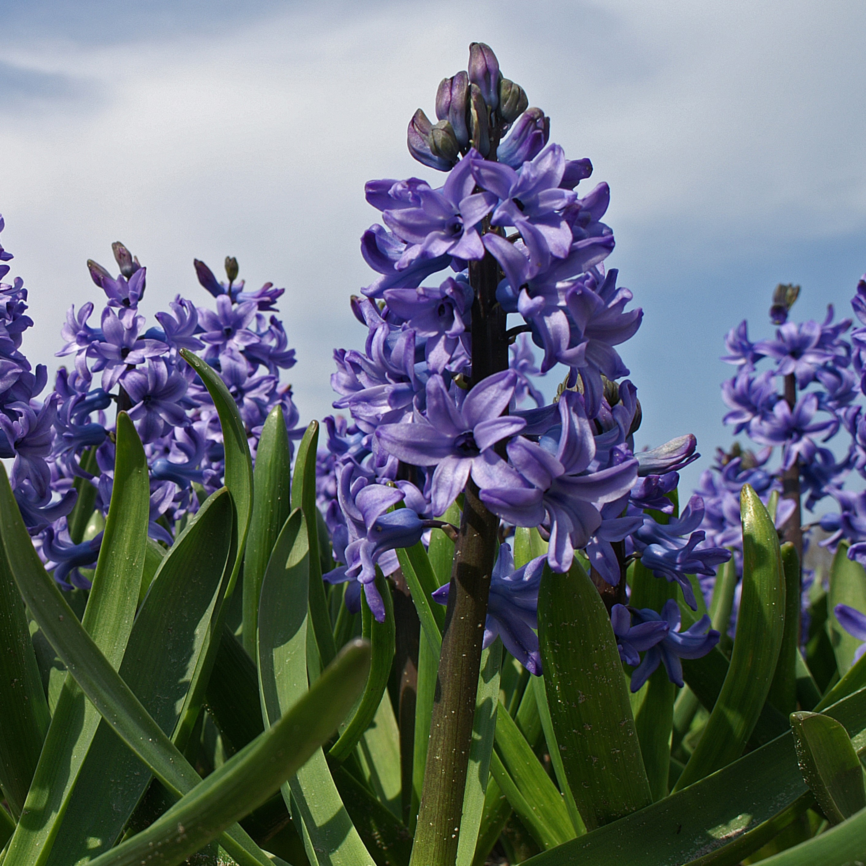 Blushing Blue Hyacinth Flowers - Gallery 6