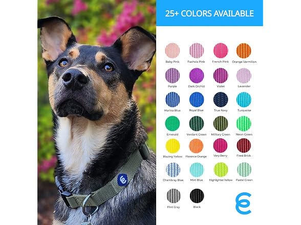 Blueberry Pet Essentials Medium Dog Collar in Lavender