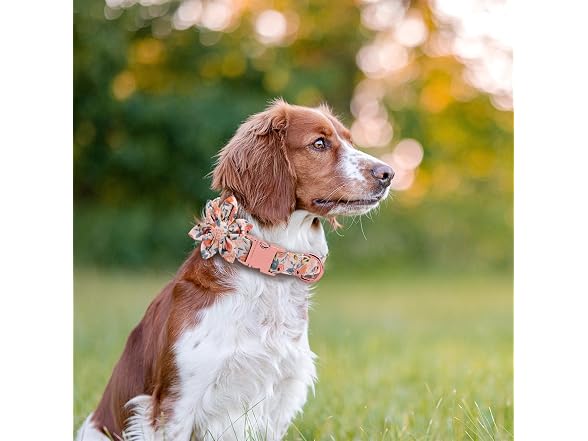 DALUZ Girl Dog Collar with Detachable Flower,