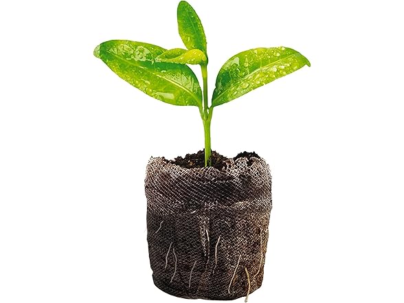 Jiffy Seed Starting Kit, 12 Cell 36mm 