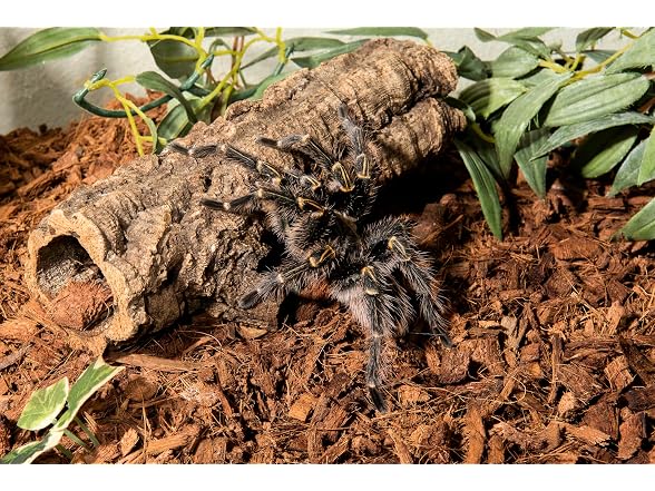 Galápagos (05020) Tropicoco® Husk Bedding for Reptiles