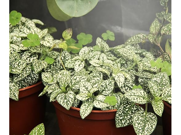 Grow Light 4-Socket Silver Full 4KK