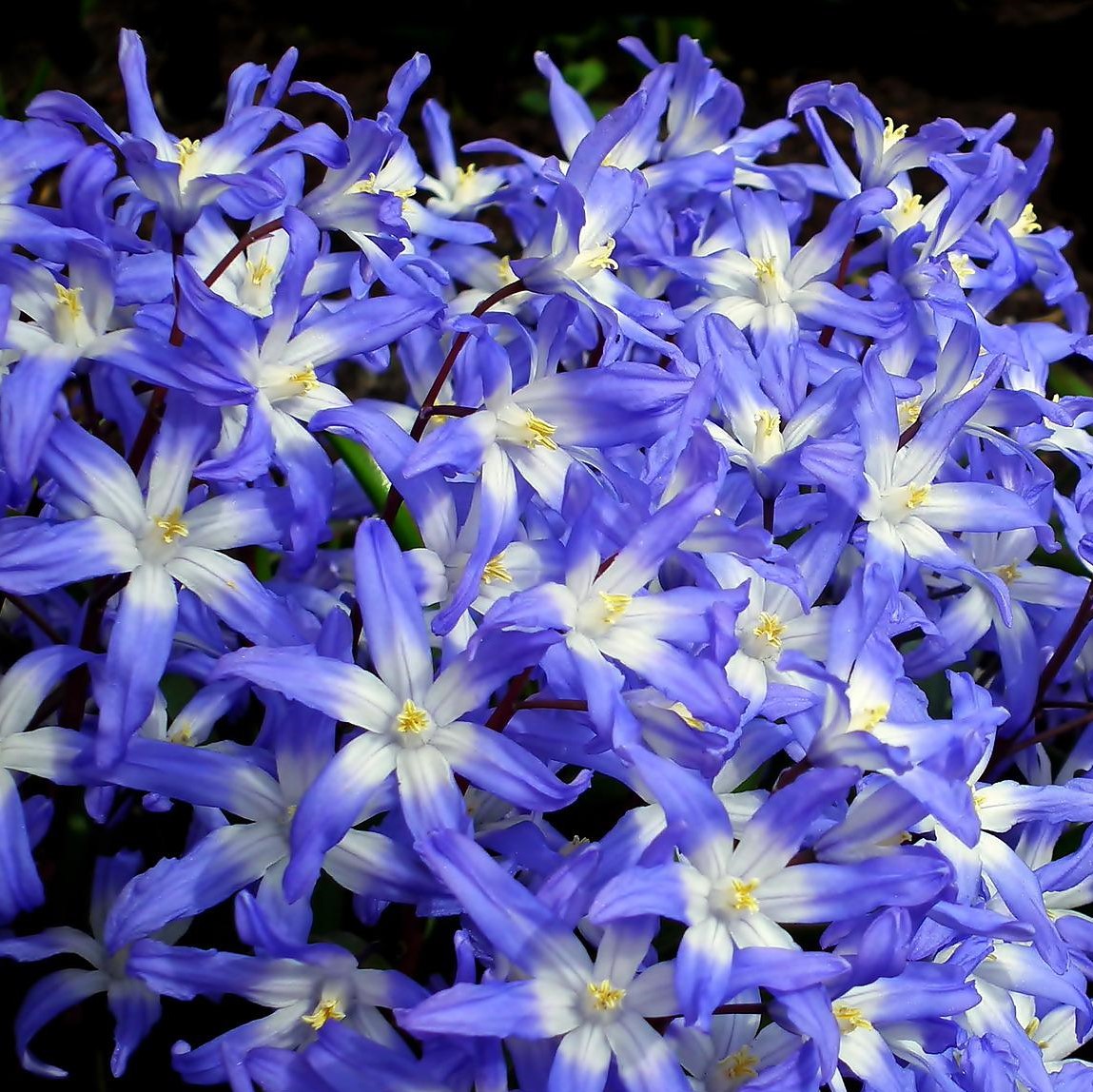 Gentle Glory of the Snow Flowers - Gallery 7