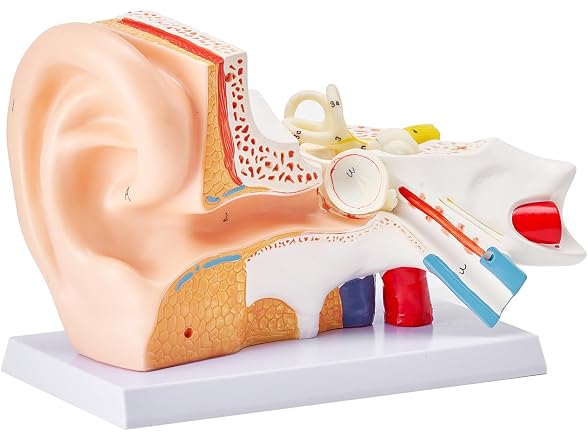VEVOR Human Ear Anatomy Model, 3 Parts