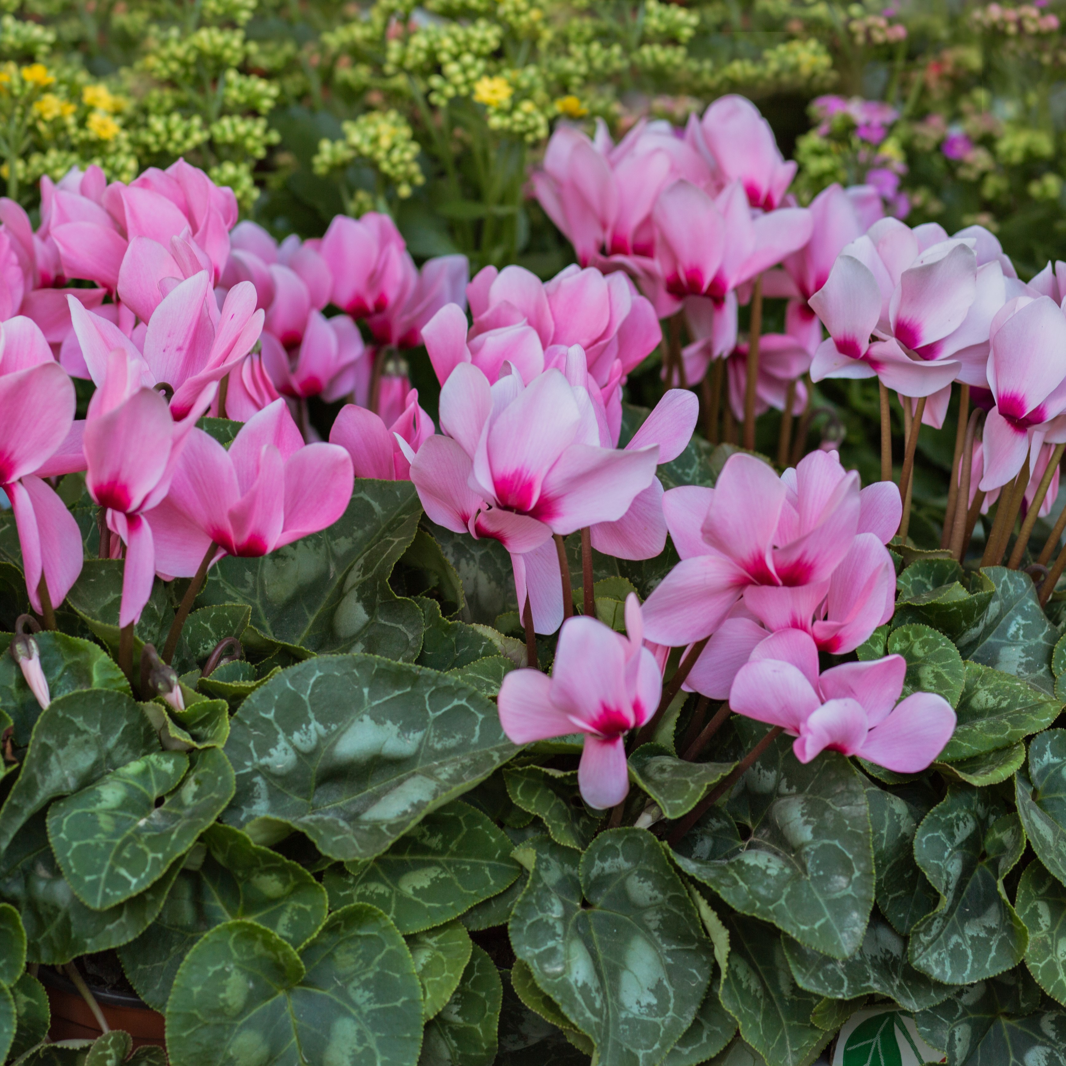 Pink Crush Cyclamen Flowers - Gallery 9